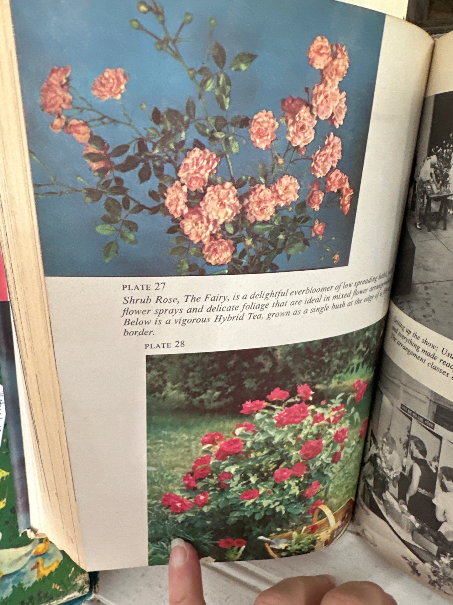 Complete book of Roses