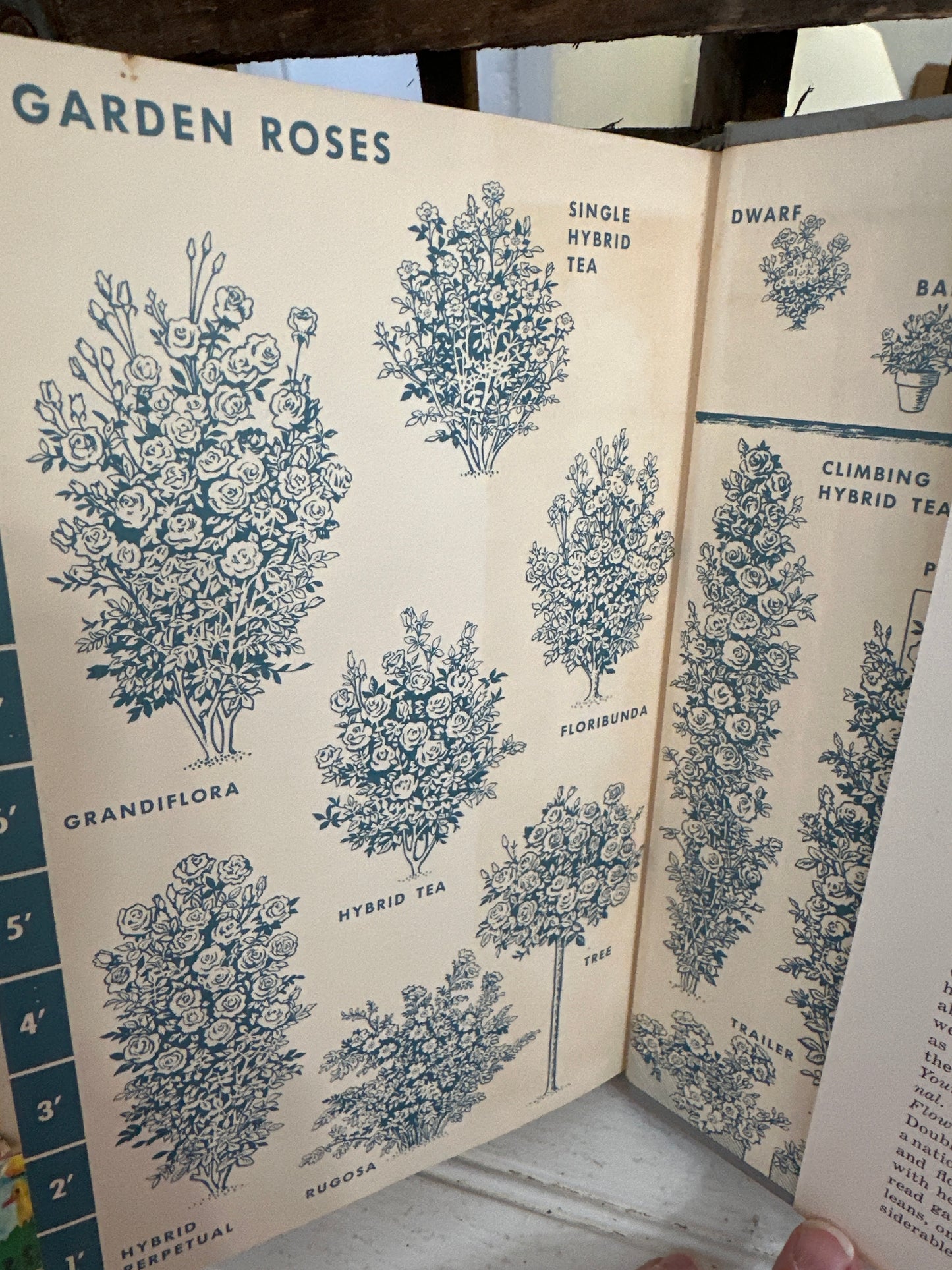 Complete book of Roses