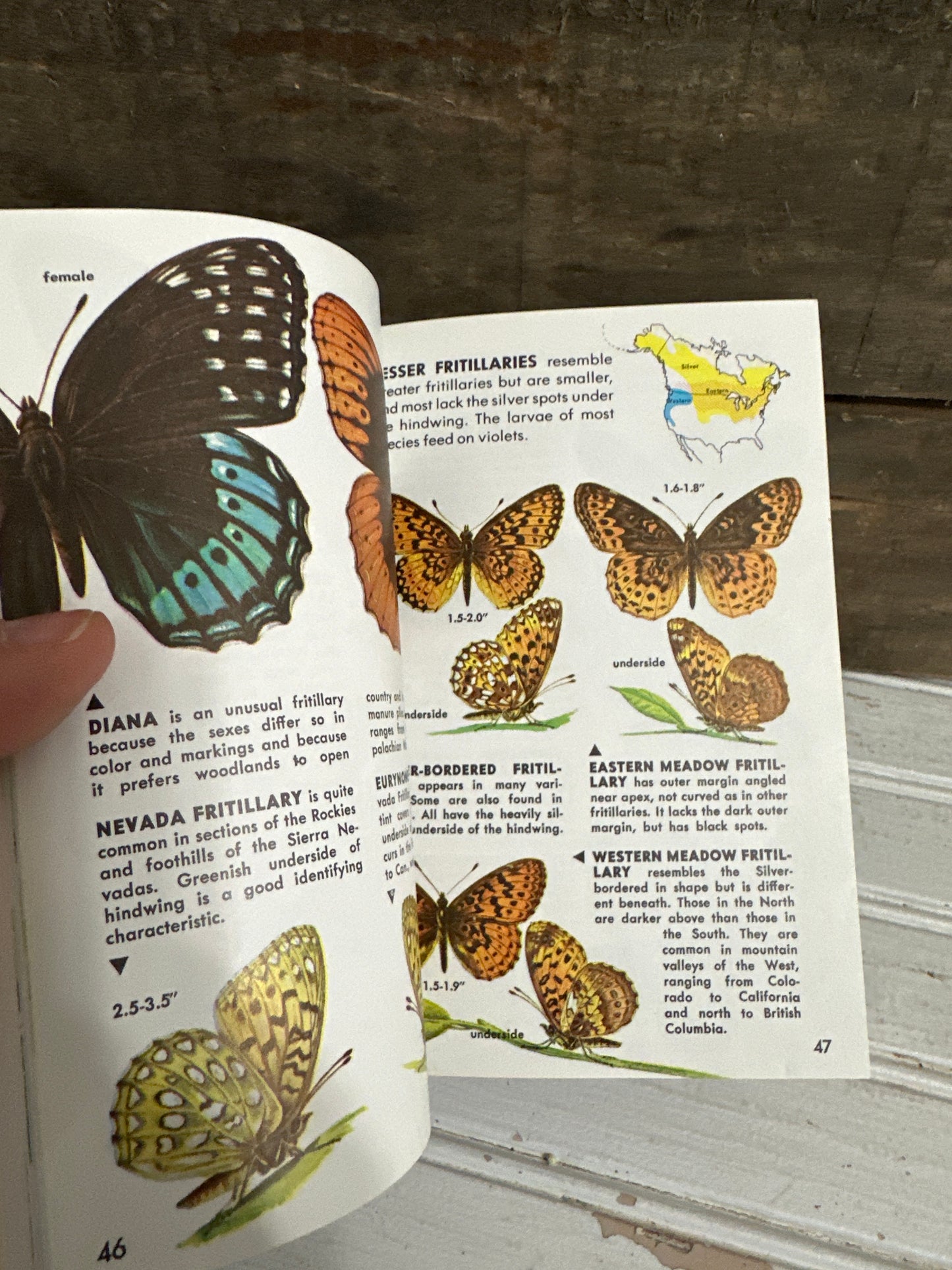 Butterflies and Moths