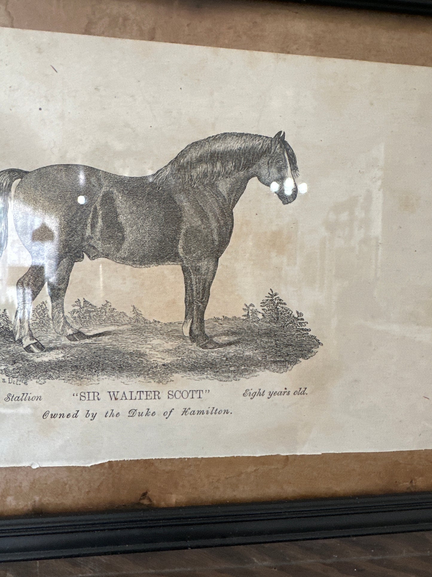 Vintage Book page framed Clydesdale horse