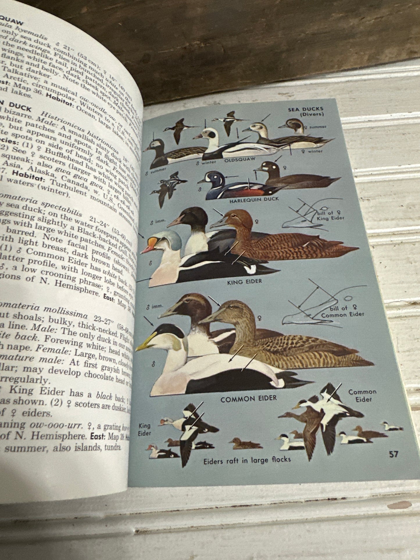Eastern Birds Guide book