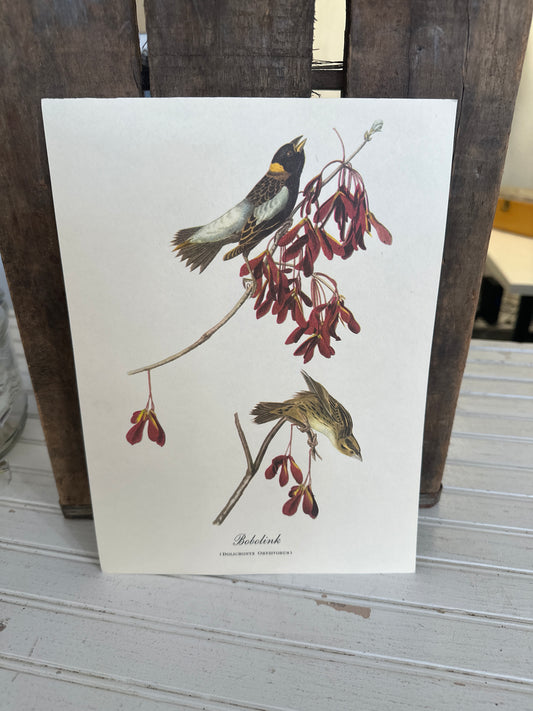 Audubon bird print-Bobolink