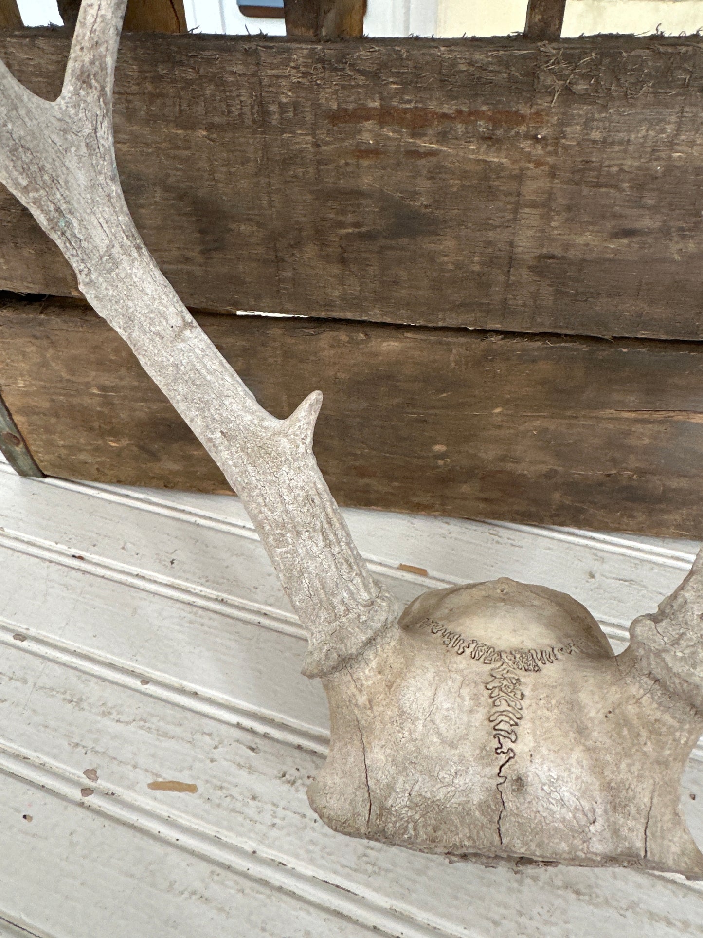 Deer antlers