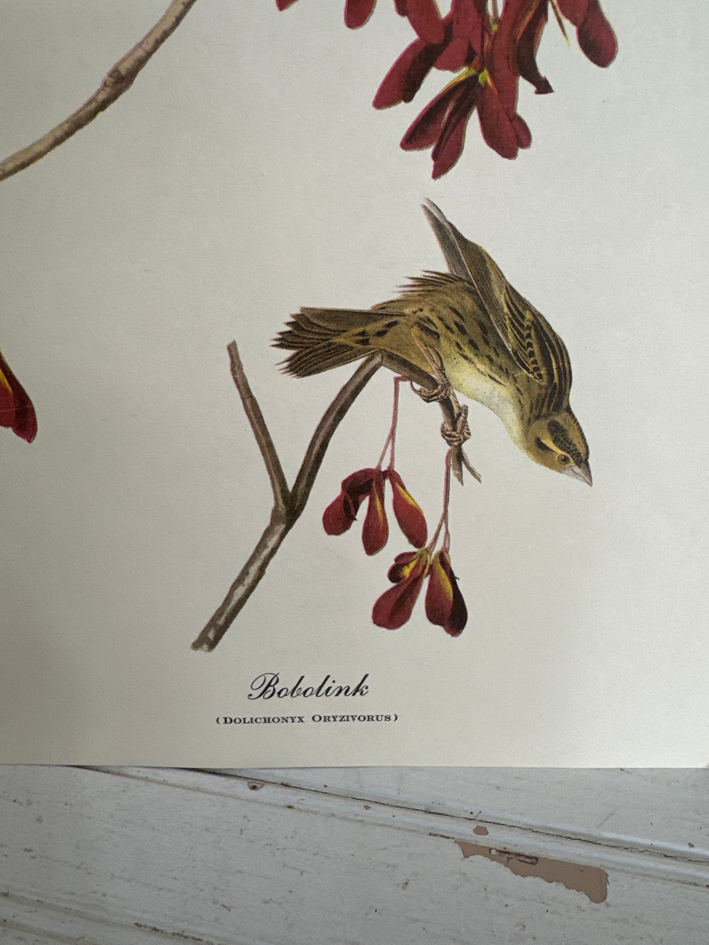 Audubon bird print-Bobolink
