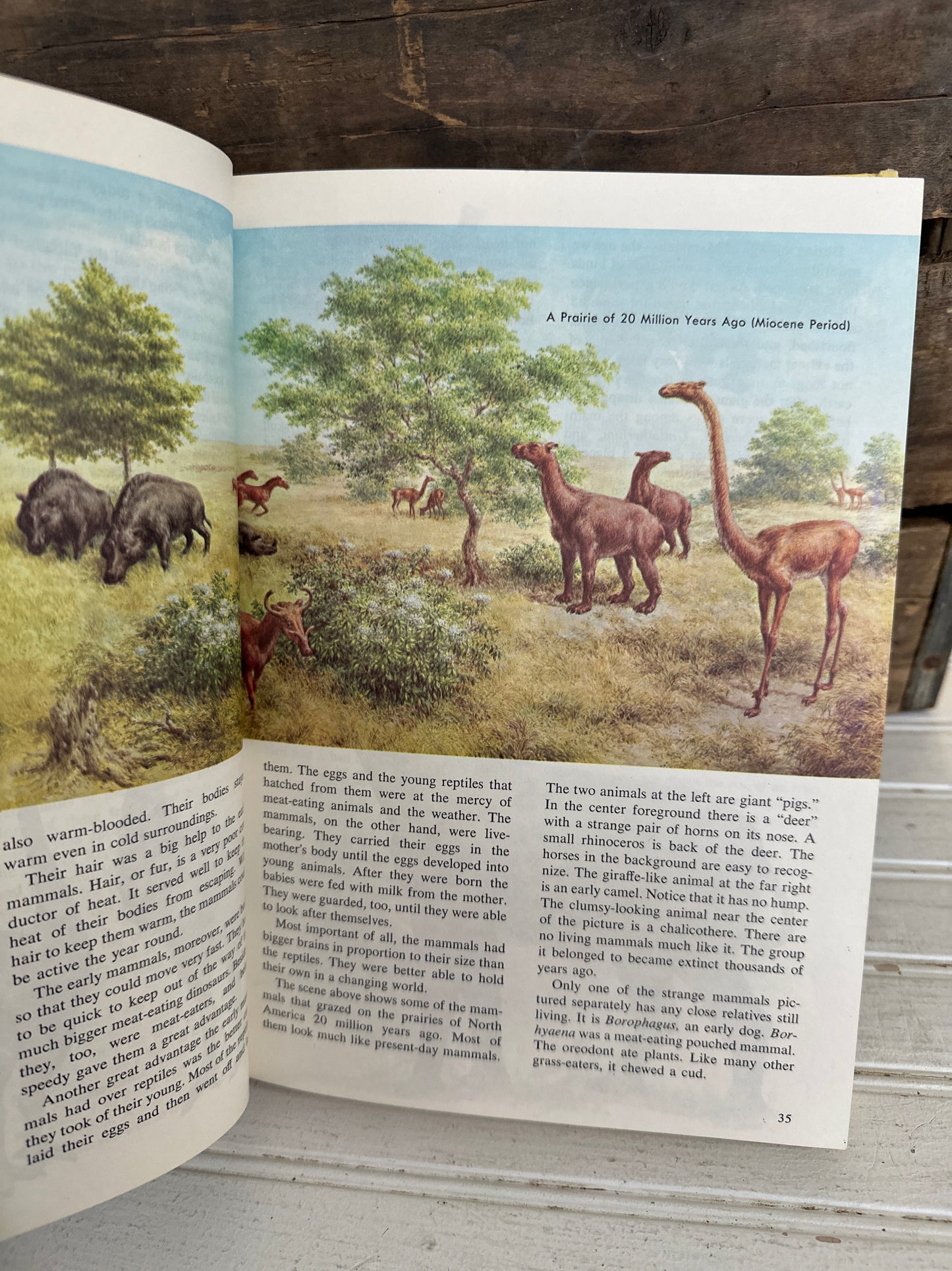 The New Golden Treasury of Natural History
