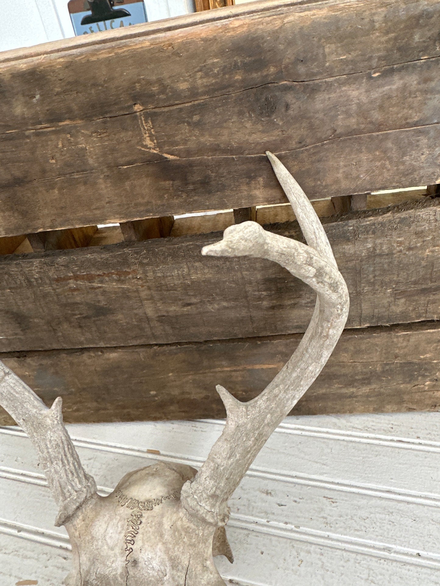 Deer antlers