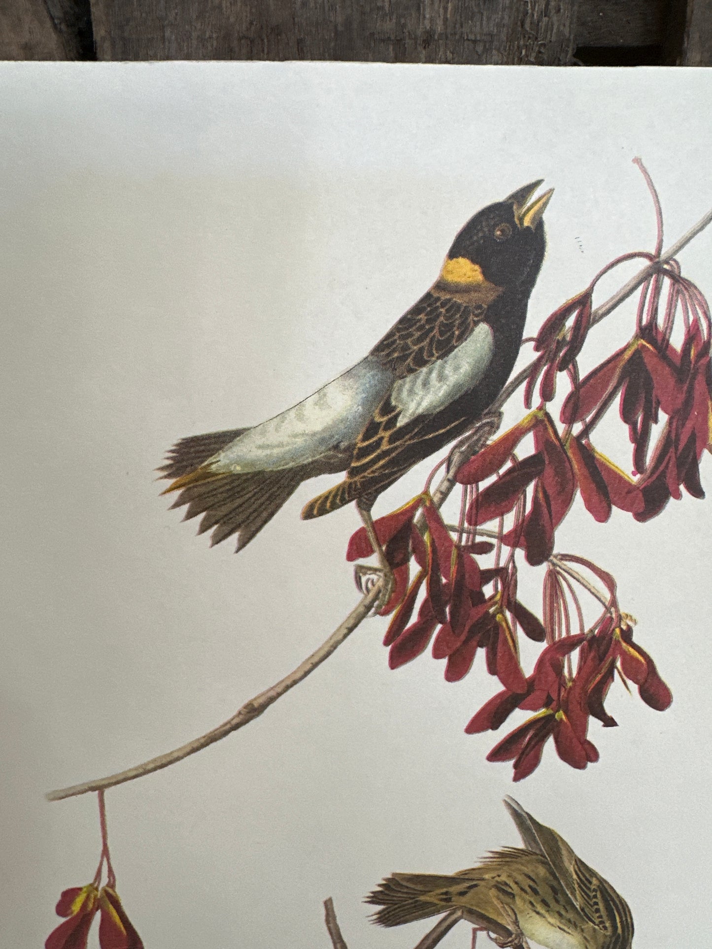 Audubon bird print-Bobolink