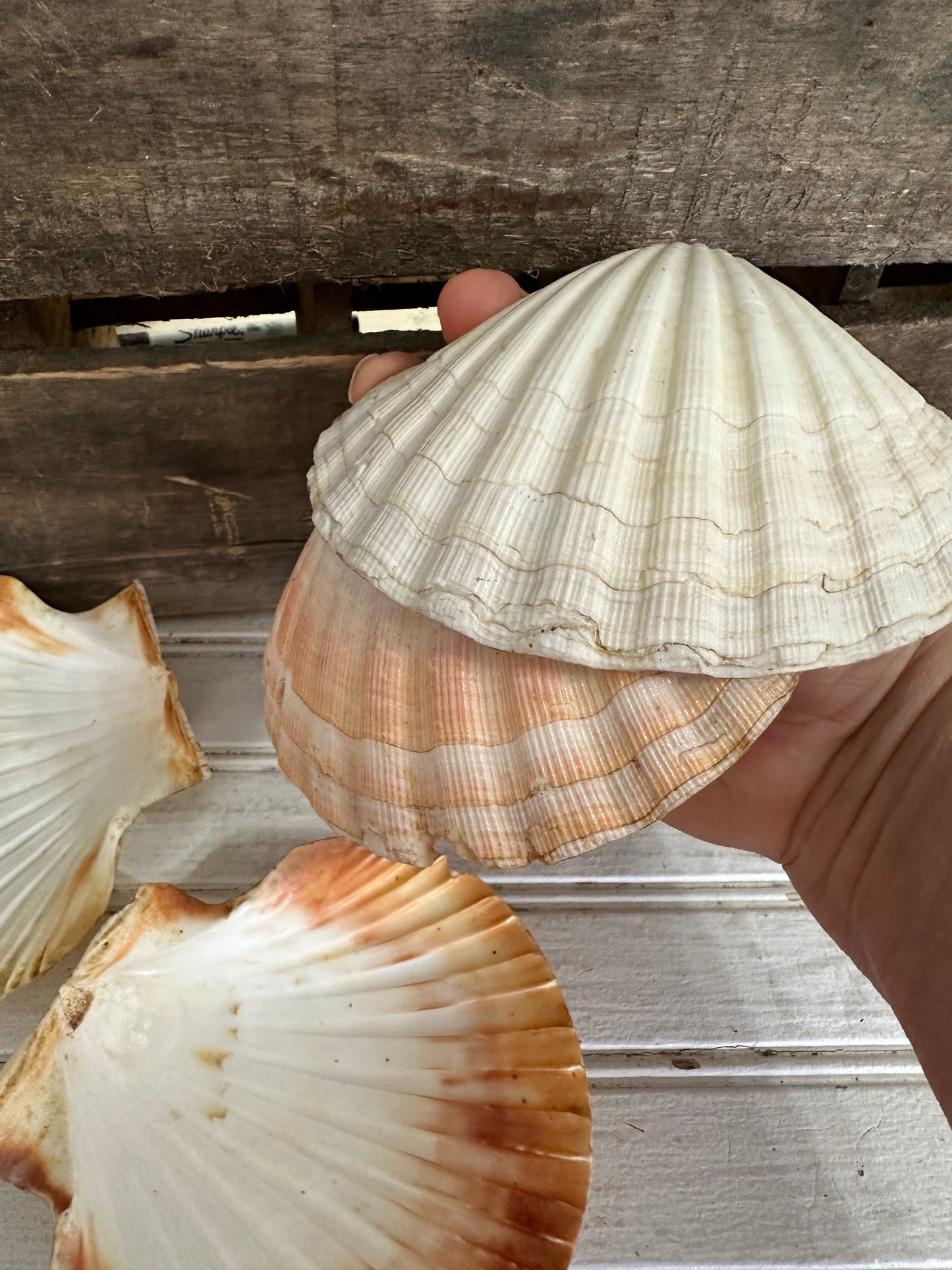Vintage Clam Shells
