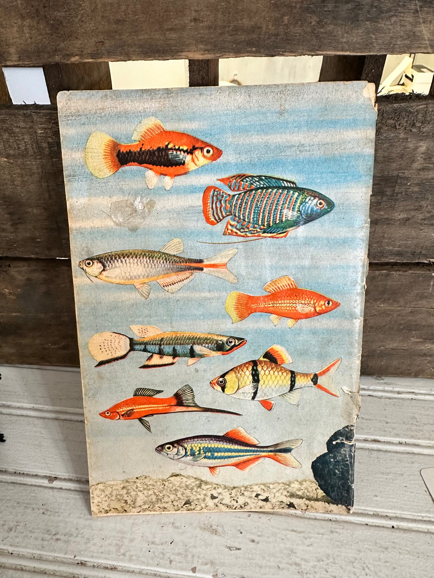 Tropical Fish…as pets
