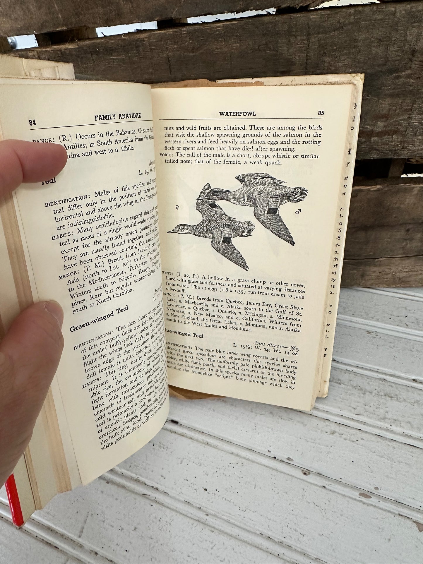 Audubon Water Bird Guide