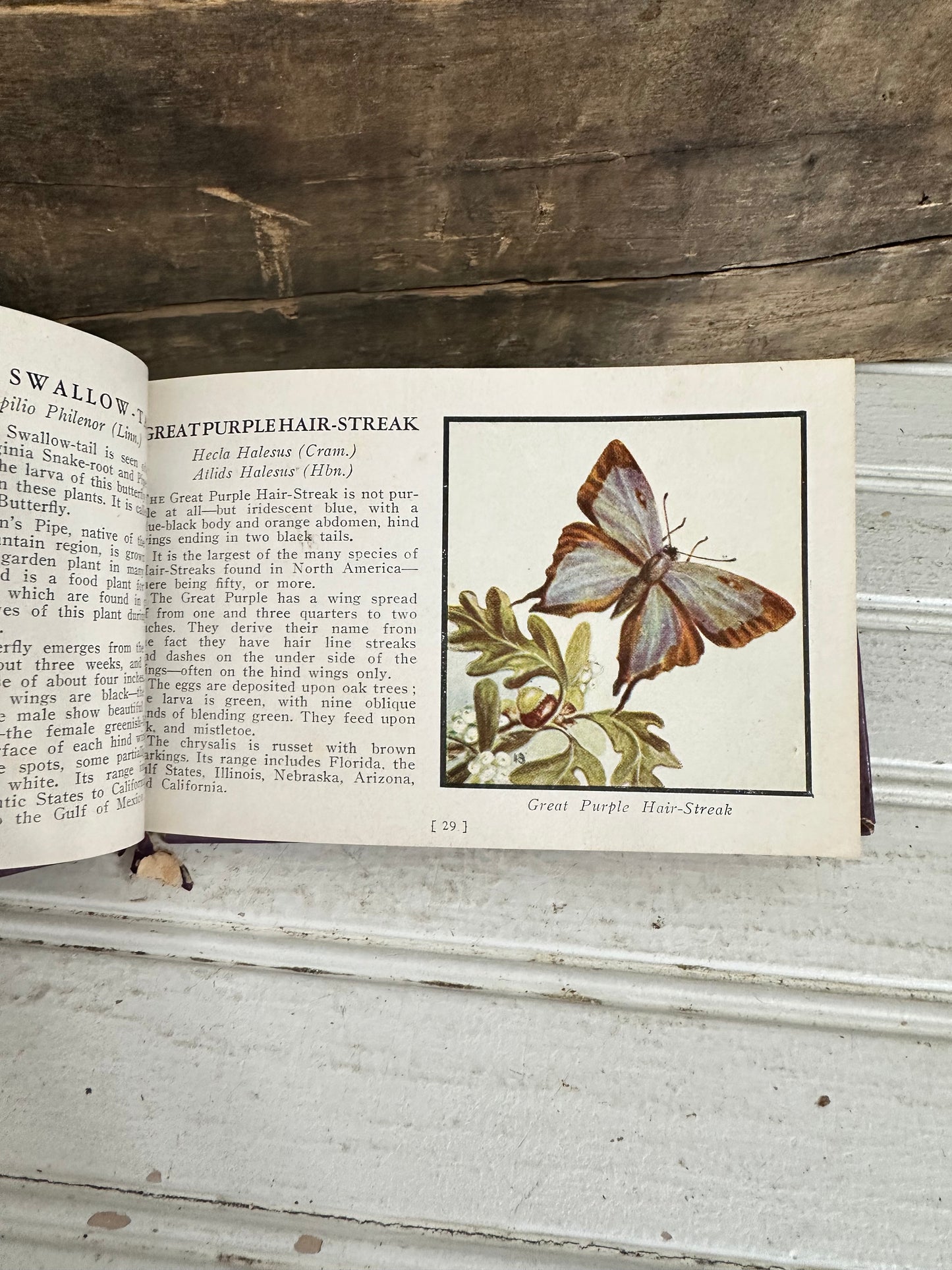 Butterflies of America
