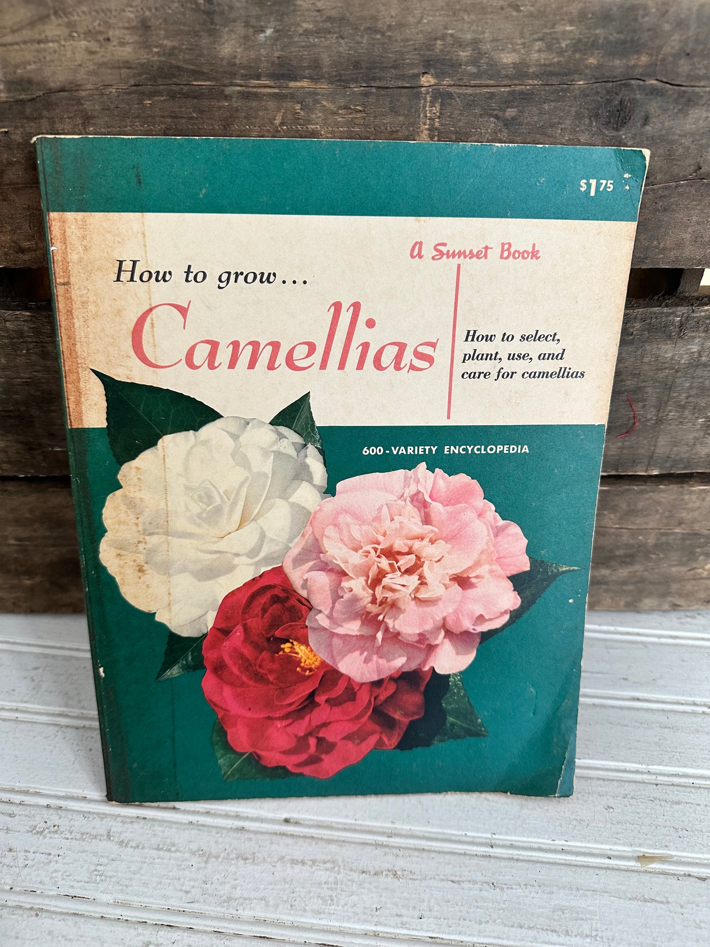 How to grow Camellias