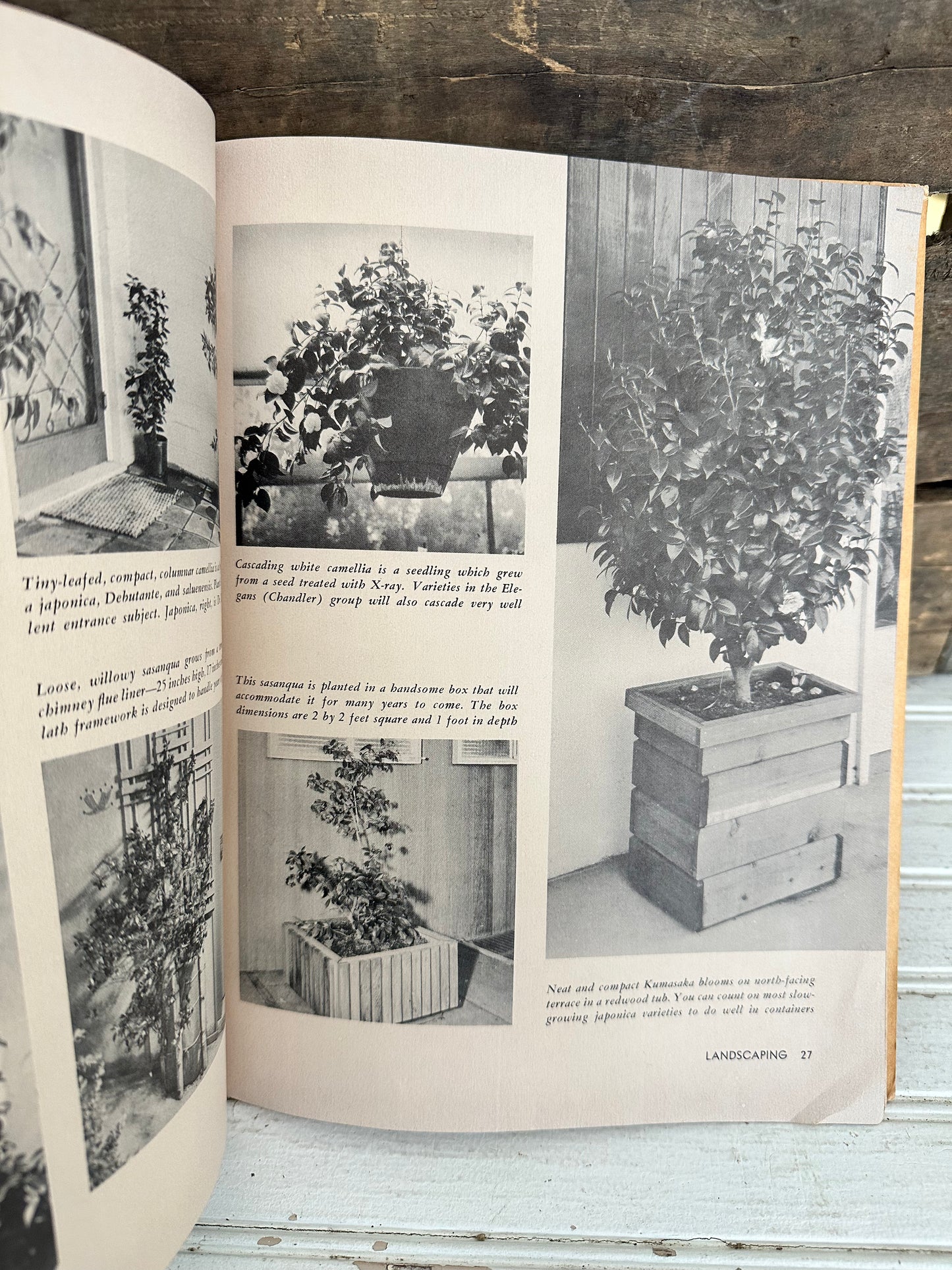 How to grow Camellias