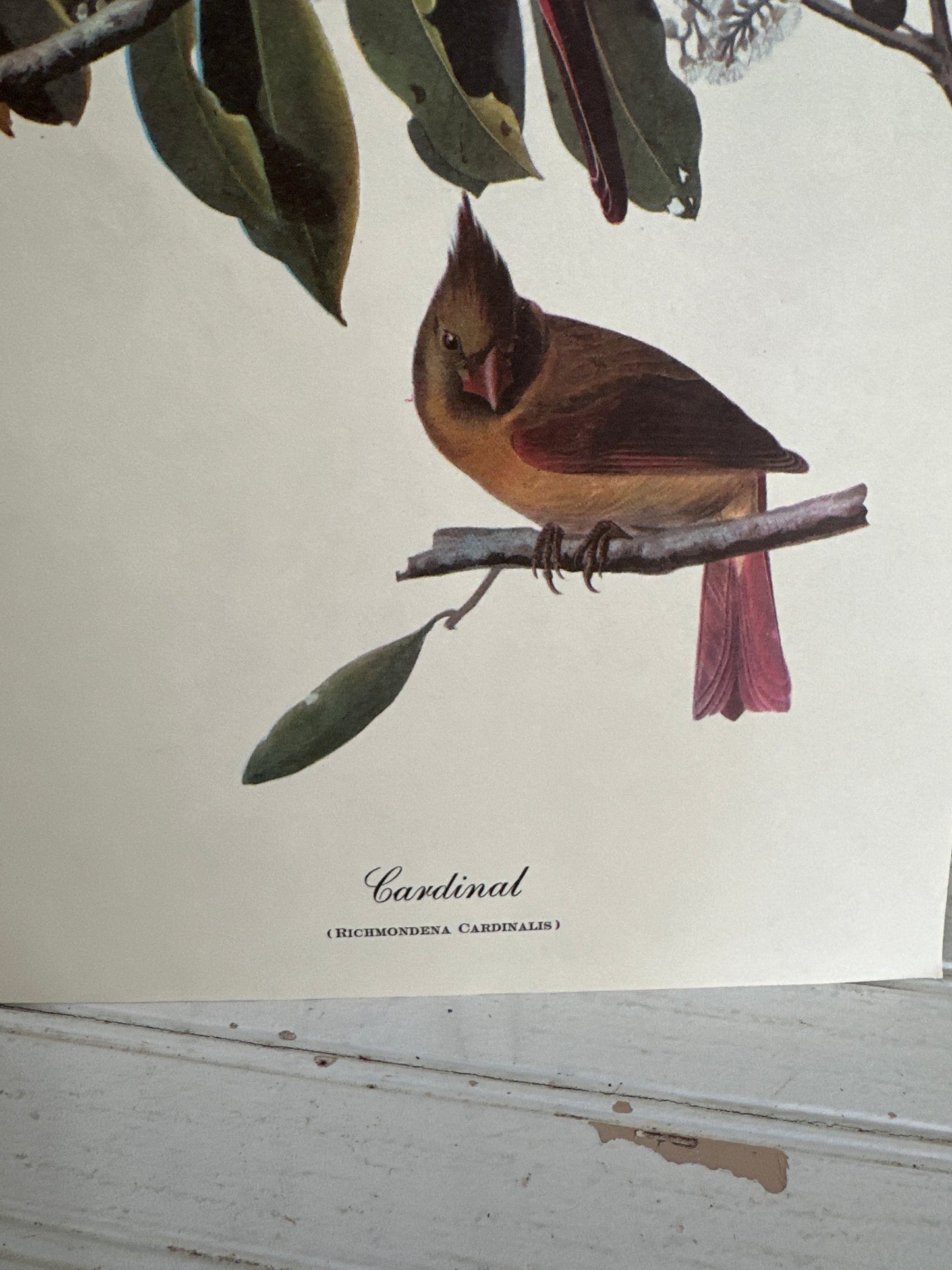 Audubon bird print- Cardinal