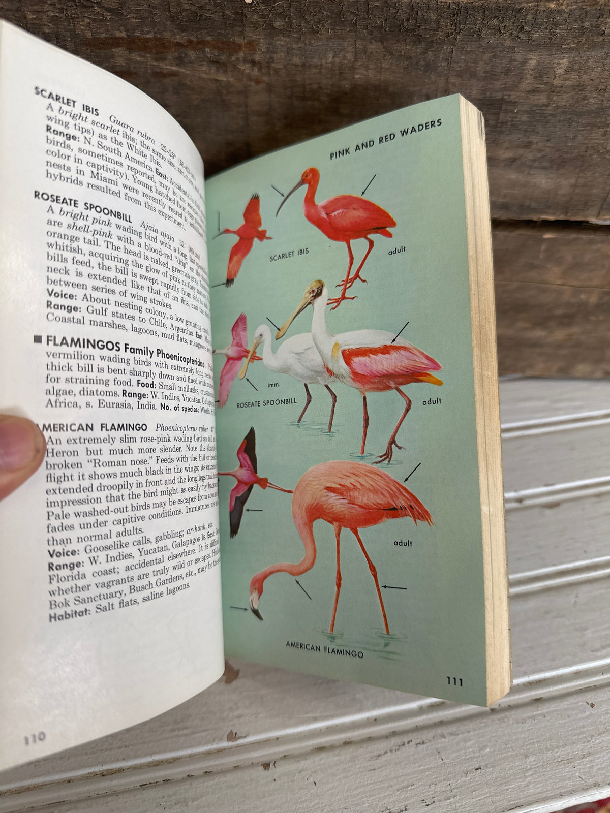 A Field Guide to the Birds East of the Rockies