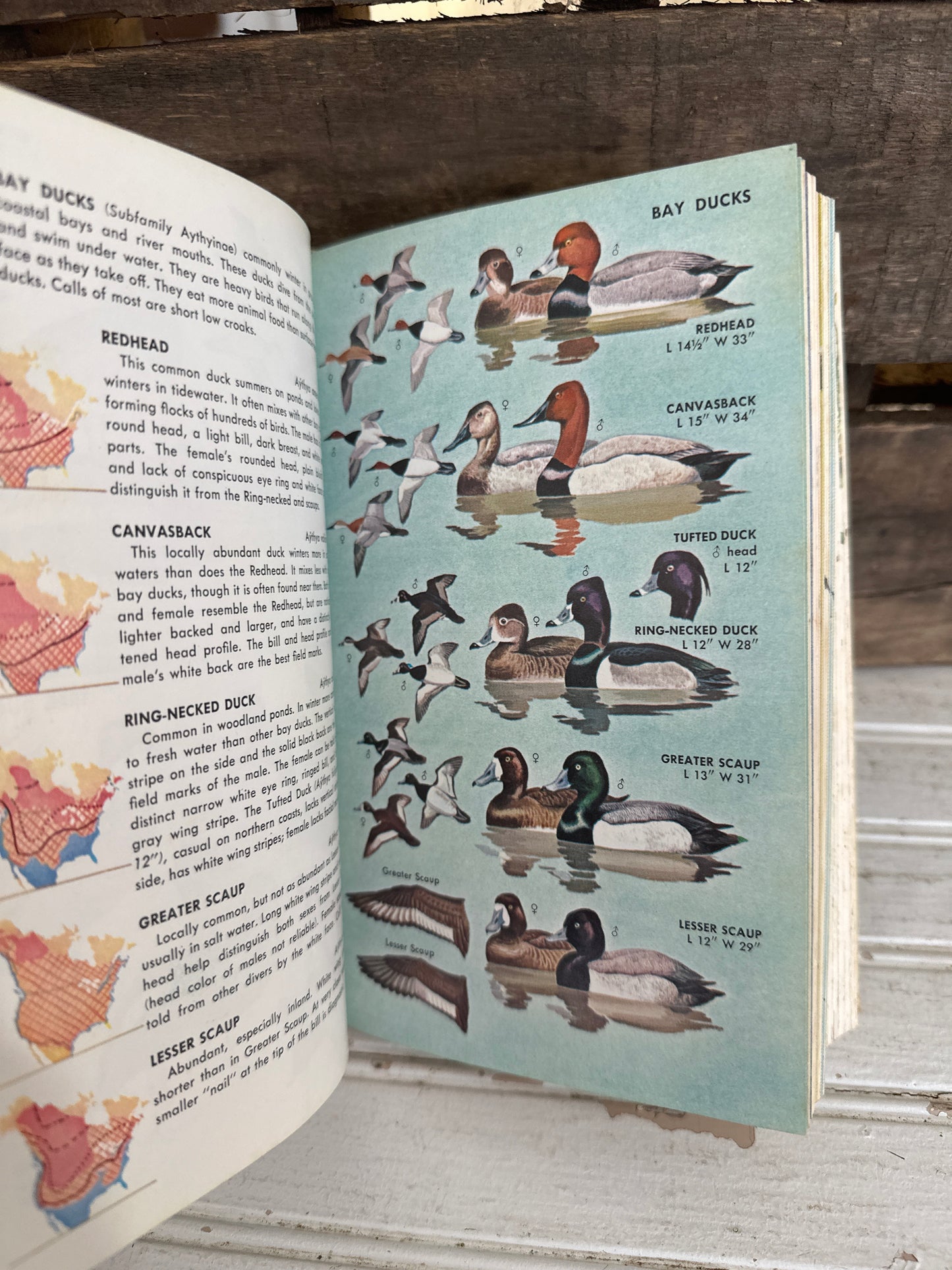 Birds of North America