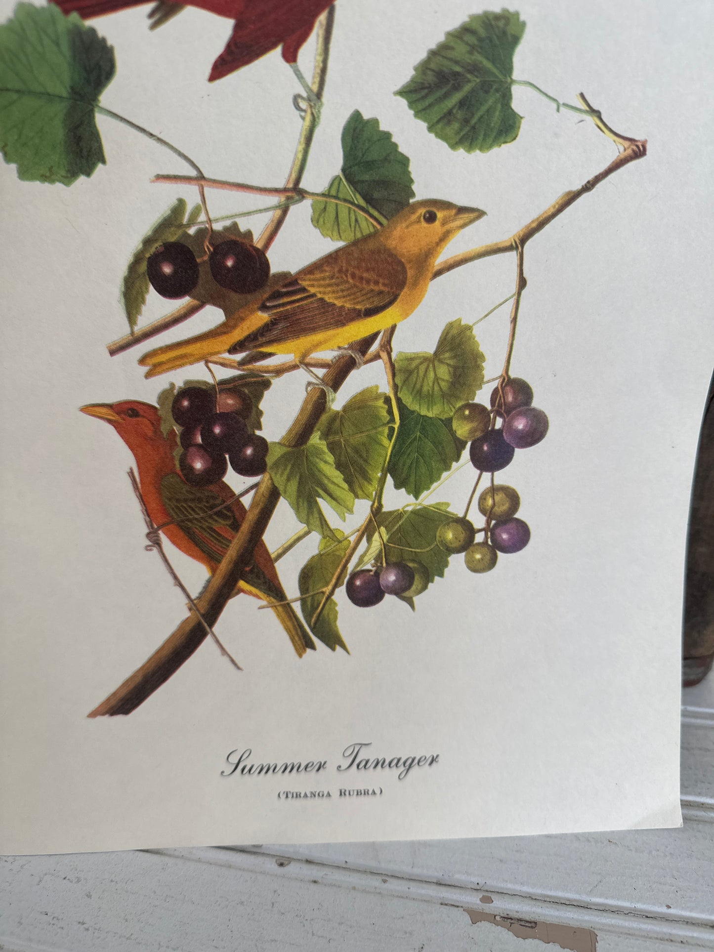 Audubon bird print- Summer Tanager