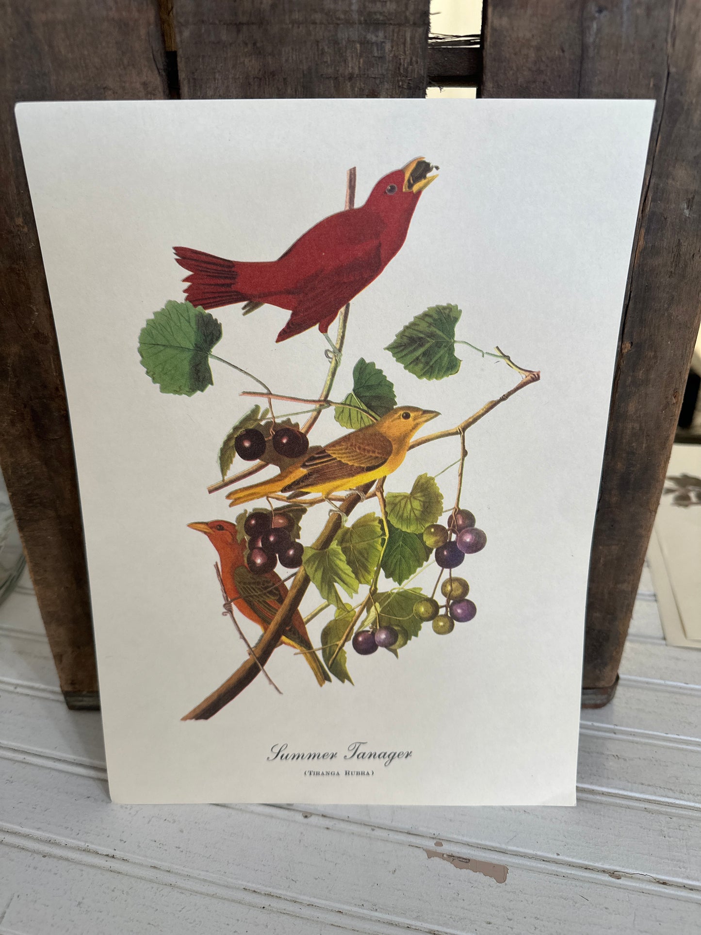 Audubon bird print- Summer Tanager