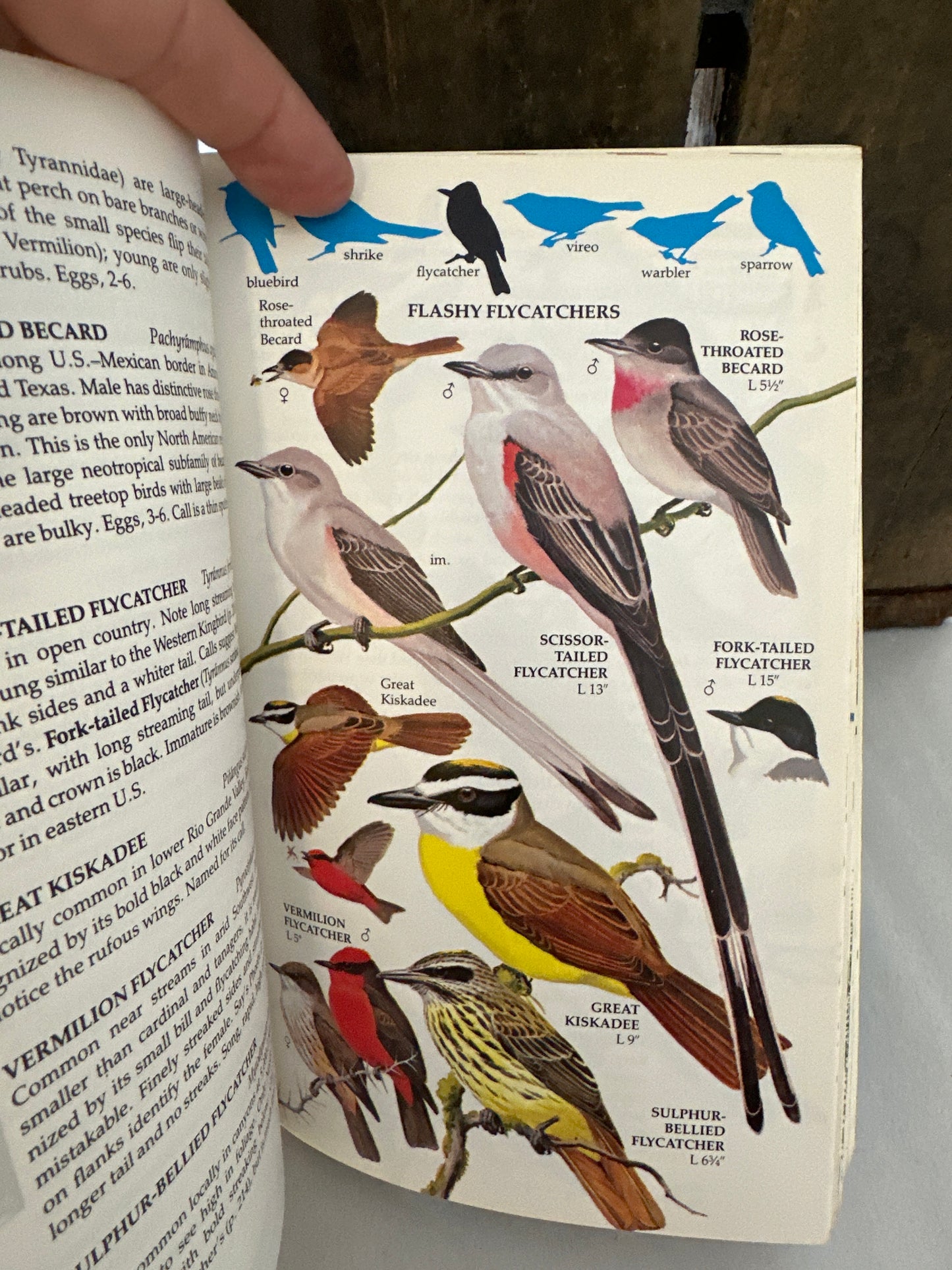 Birds of North America