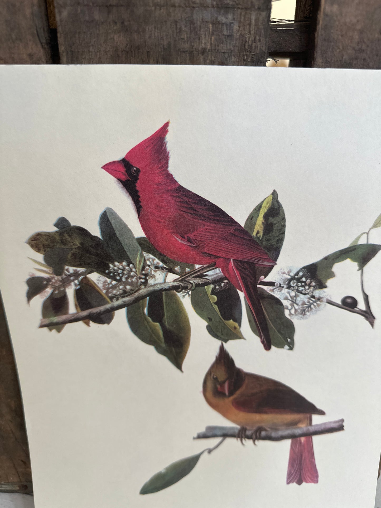 Audubon bird print- Cardinal