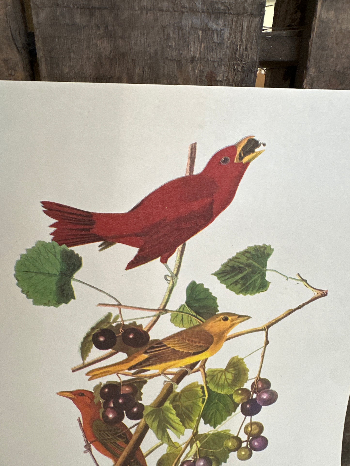 Audubon bird print- Summer Tanager