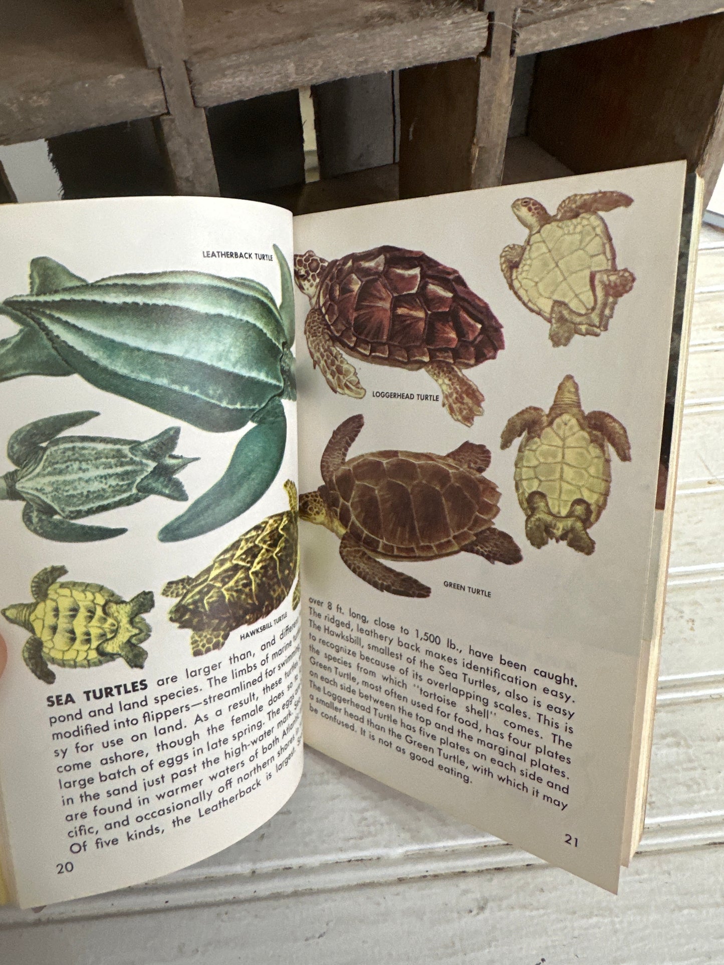 Reptiles and Amphibians guide