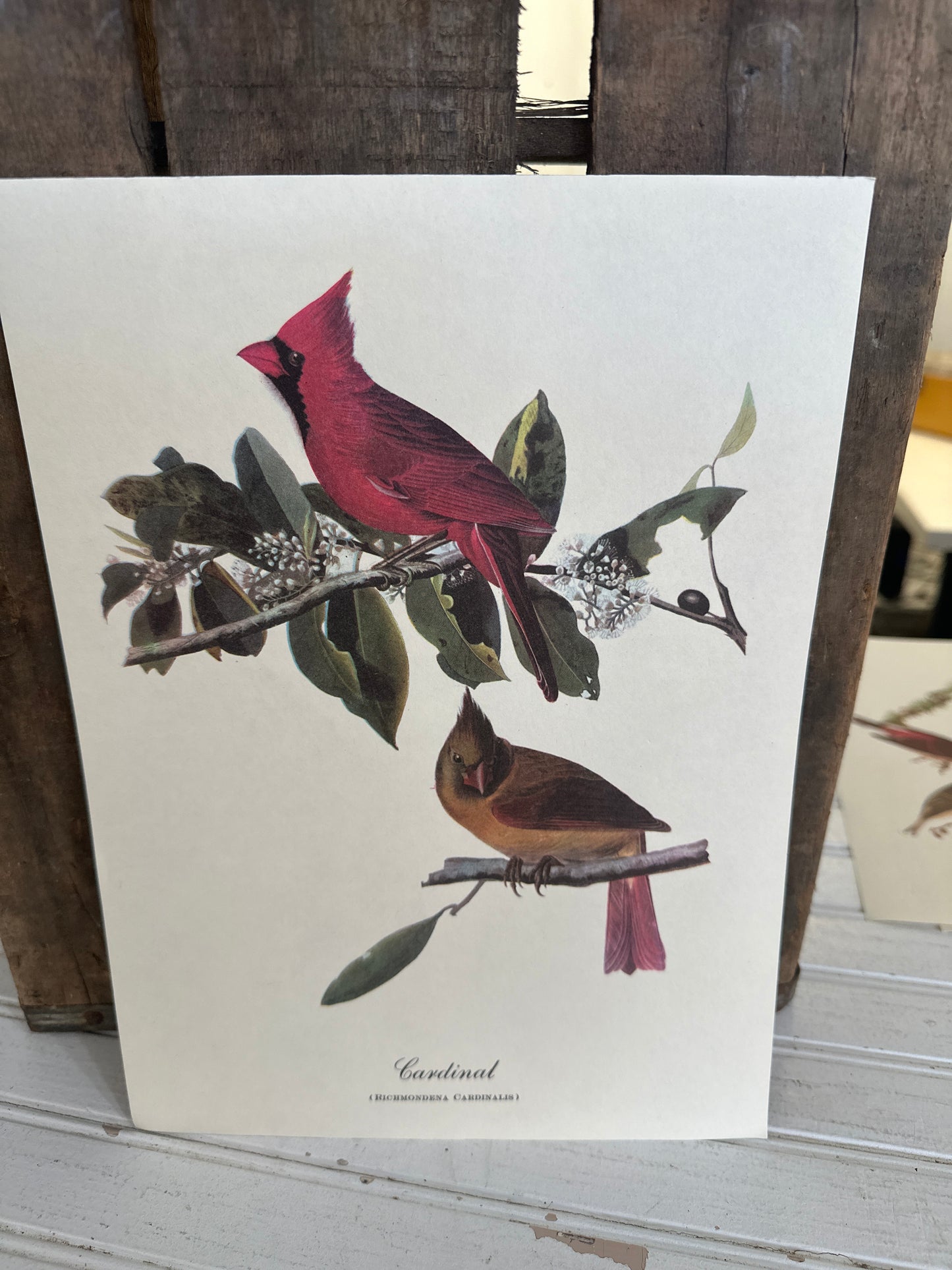 Audubon bird print- Cardinal