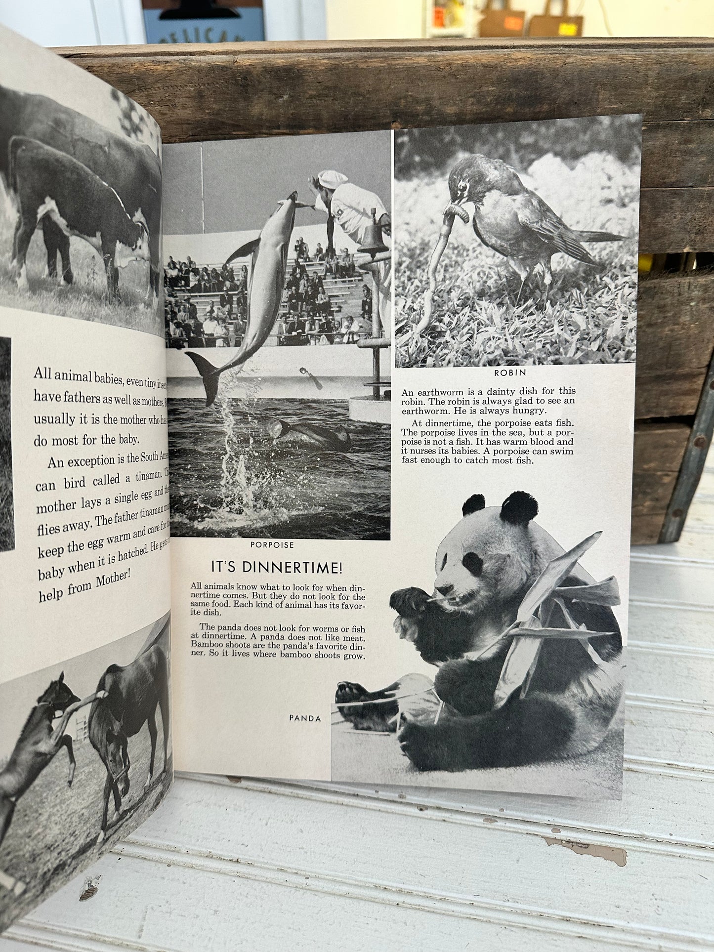 The Junior Instructor Book 2