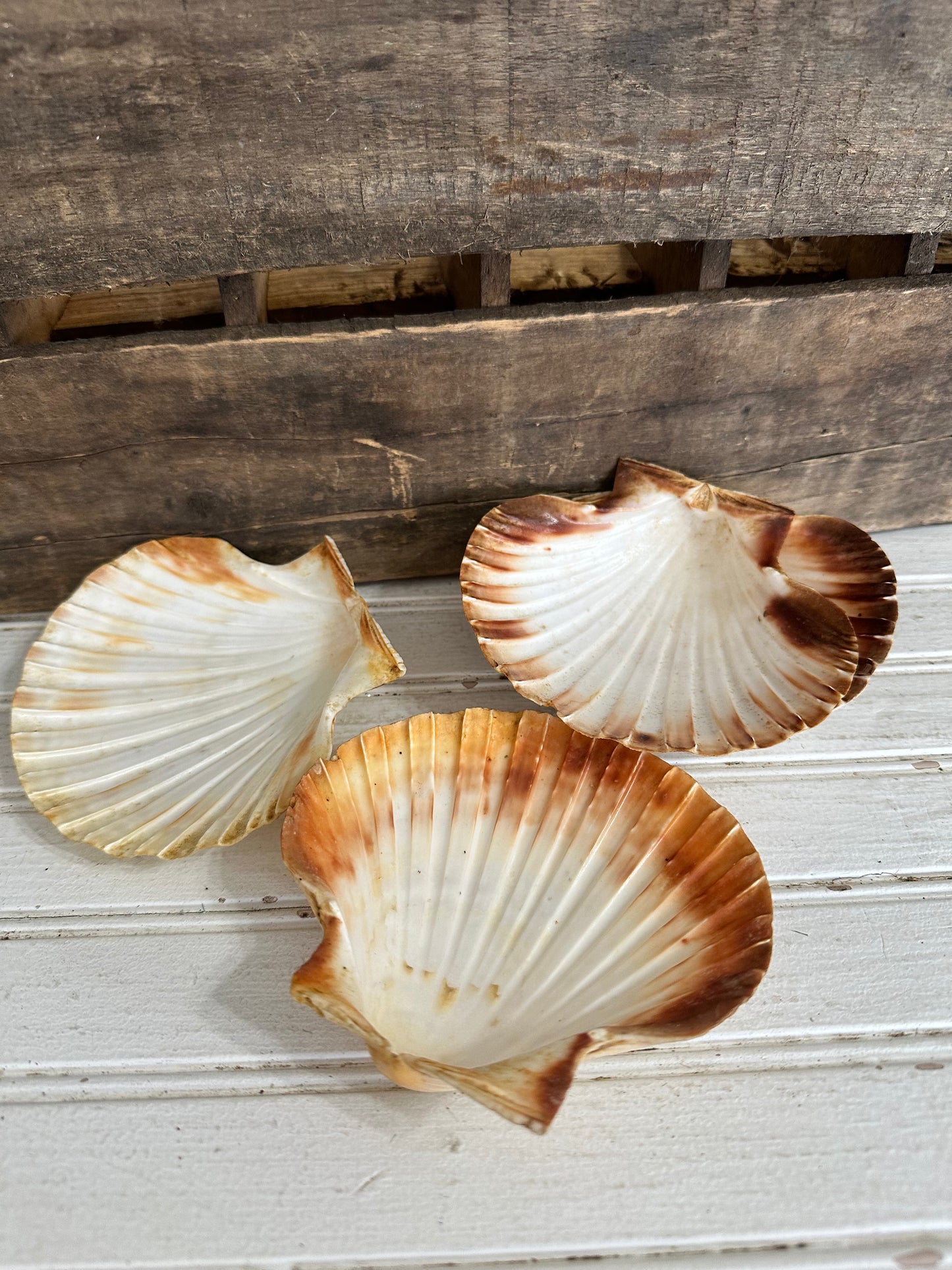 Vintage Clam Shells