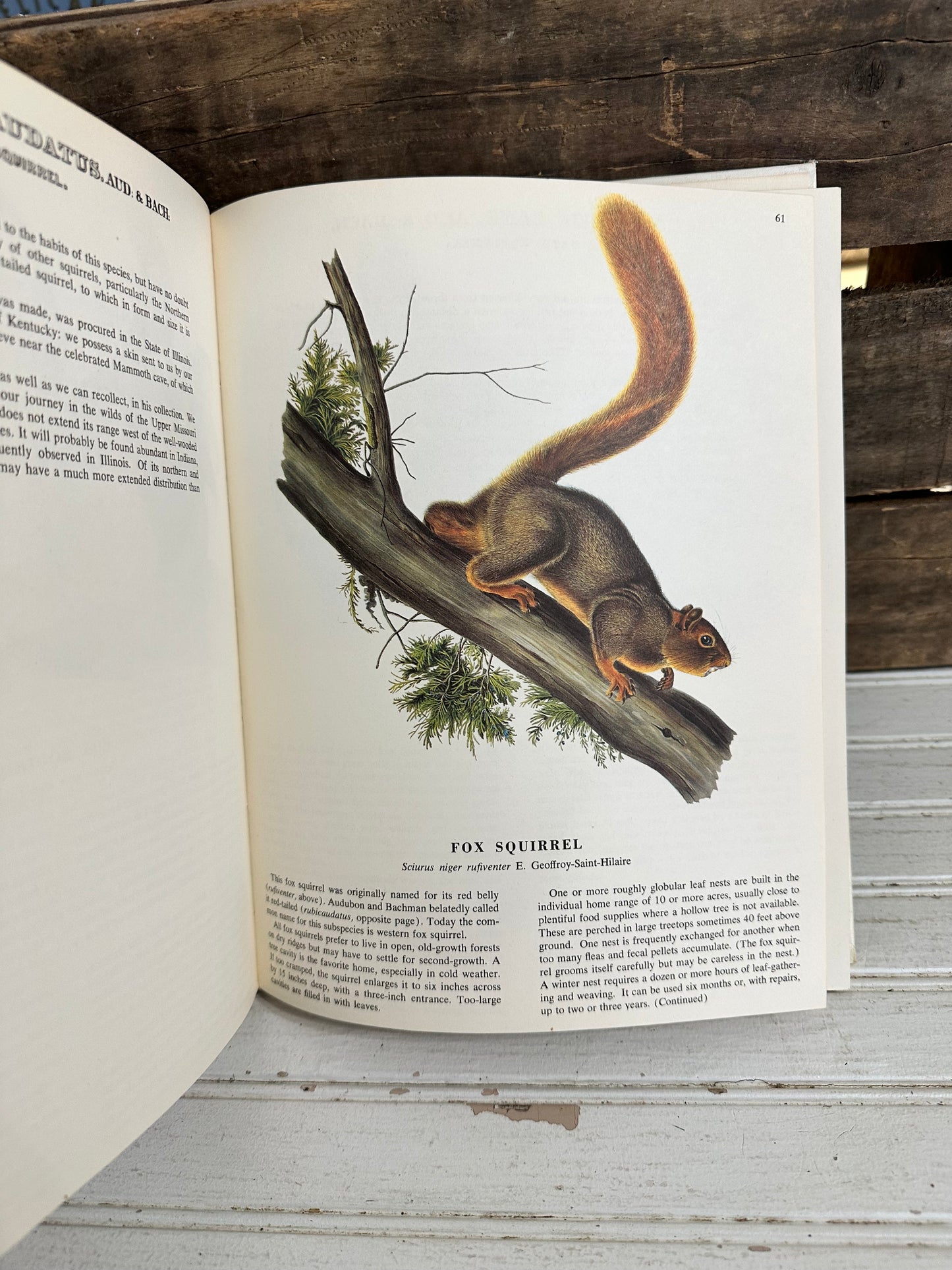 Audubon Game Animals