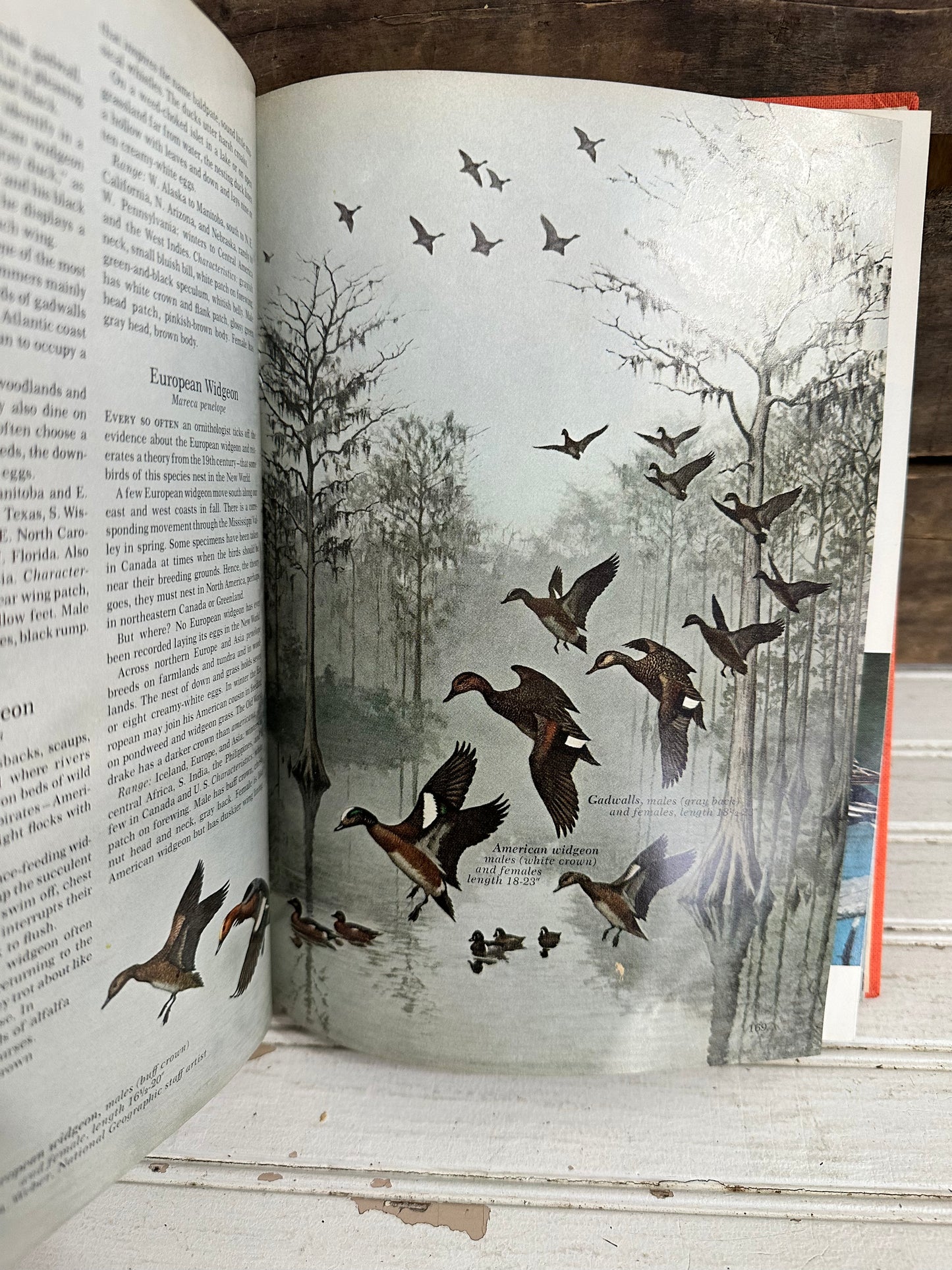 Water Prey and Game Birds of North America