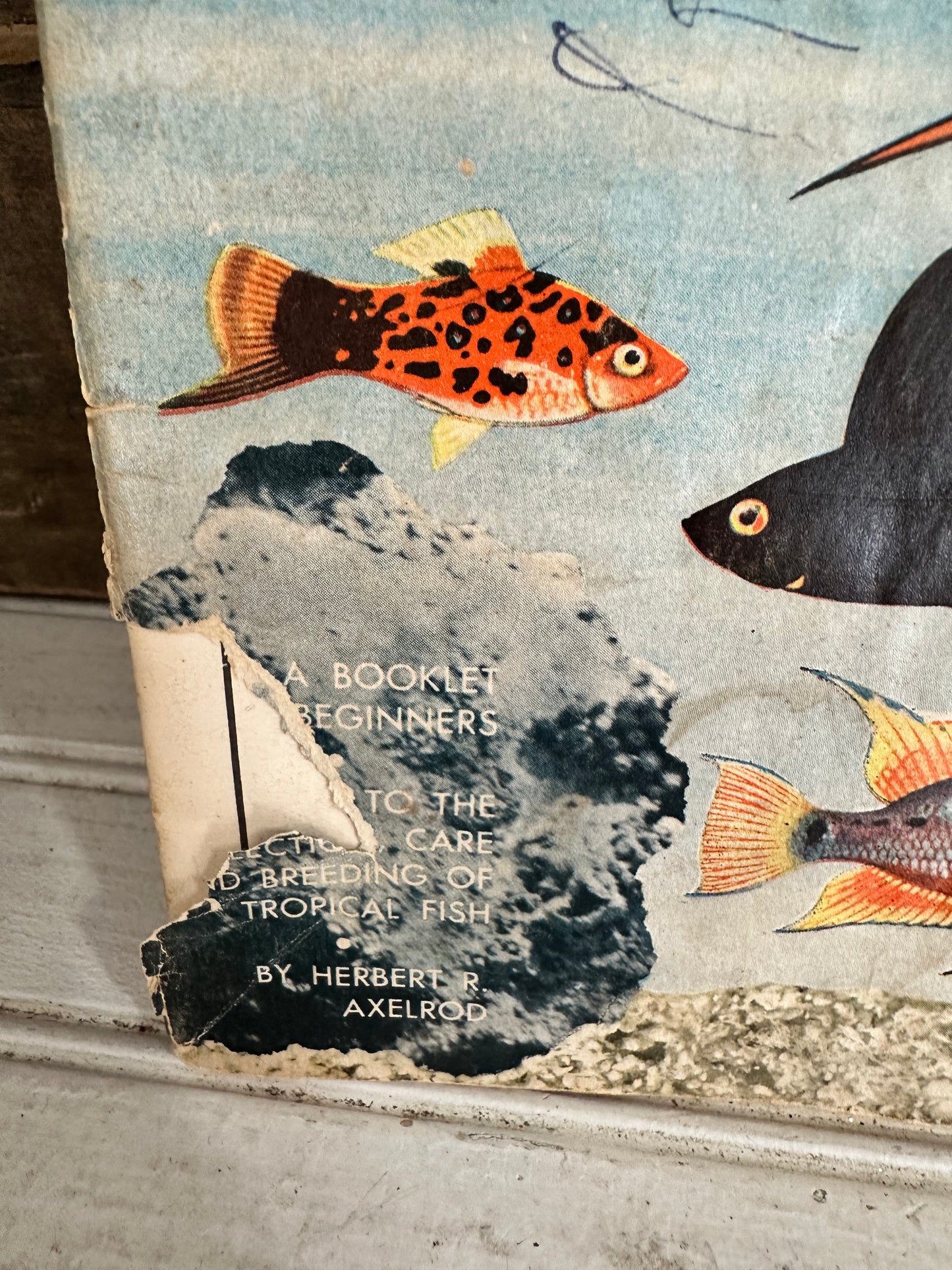 Tropical Fish…as pets