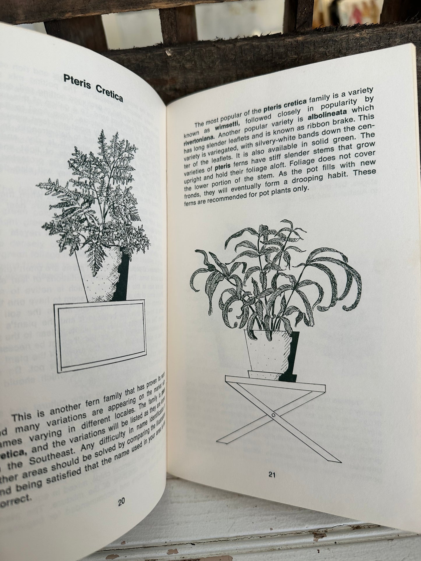 Gardening with Ferns