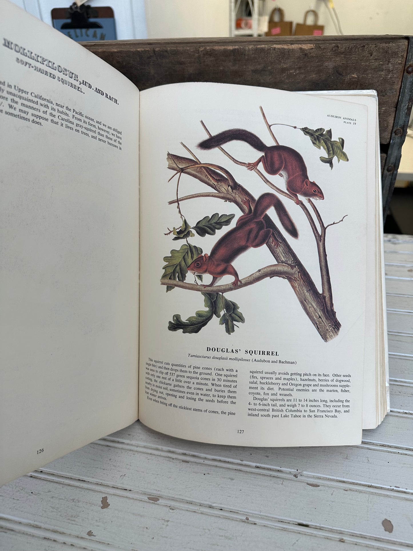 The Imperial Collection of Audubon Animals