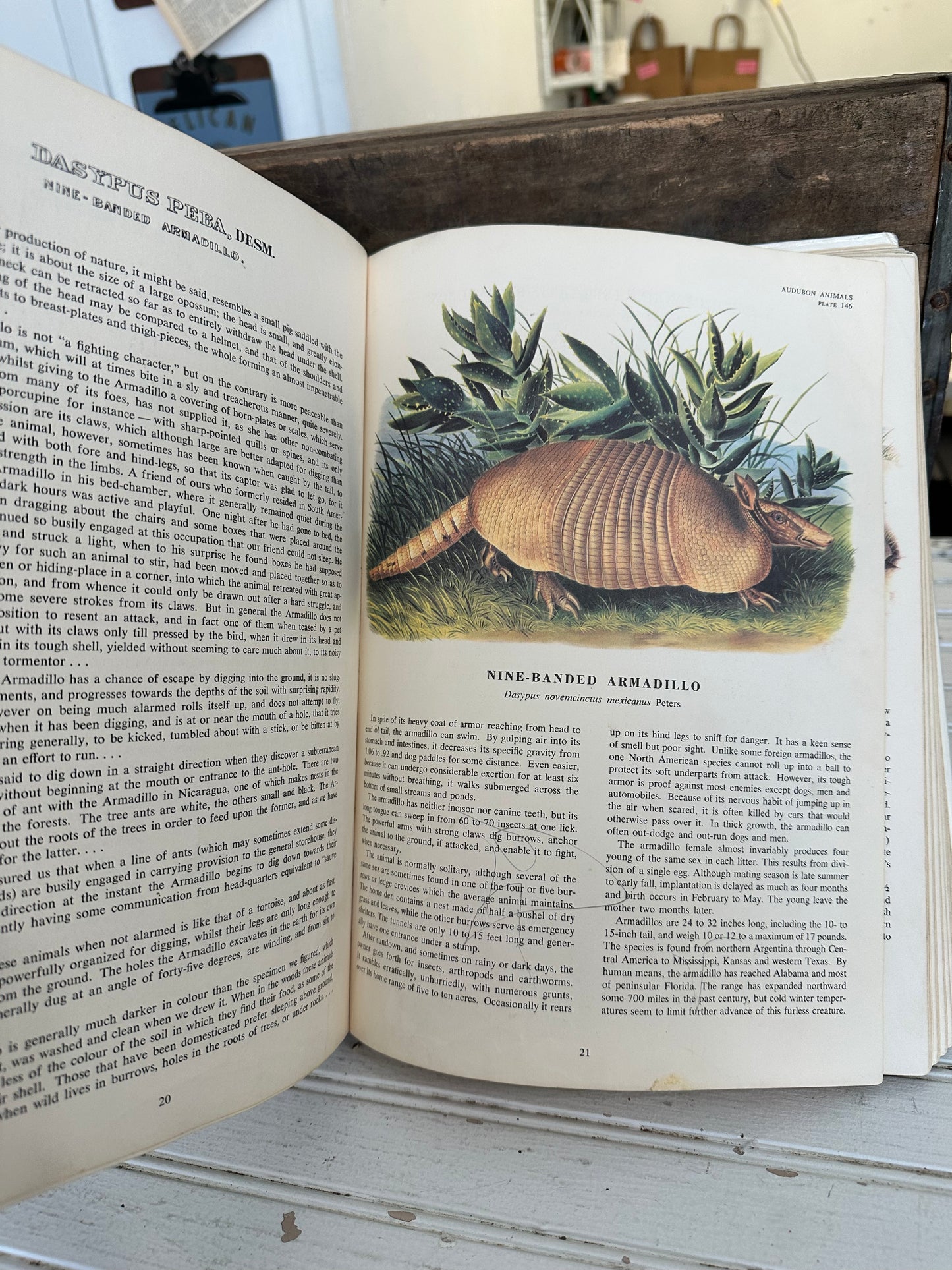 The Imperial Collection of Audubon Animals