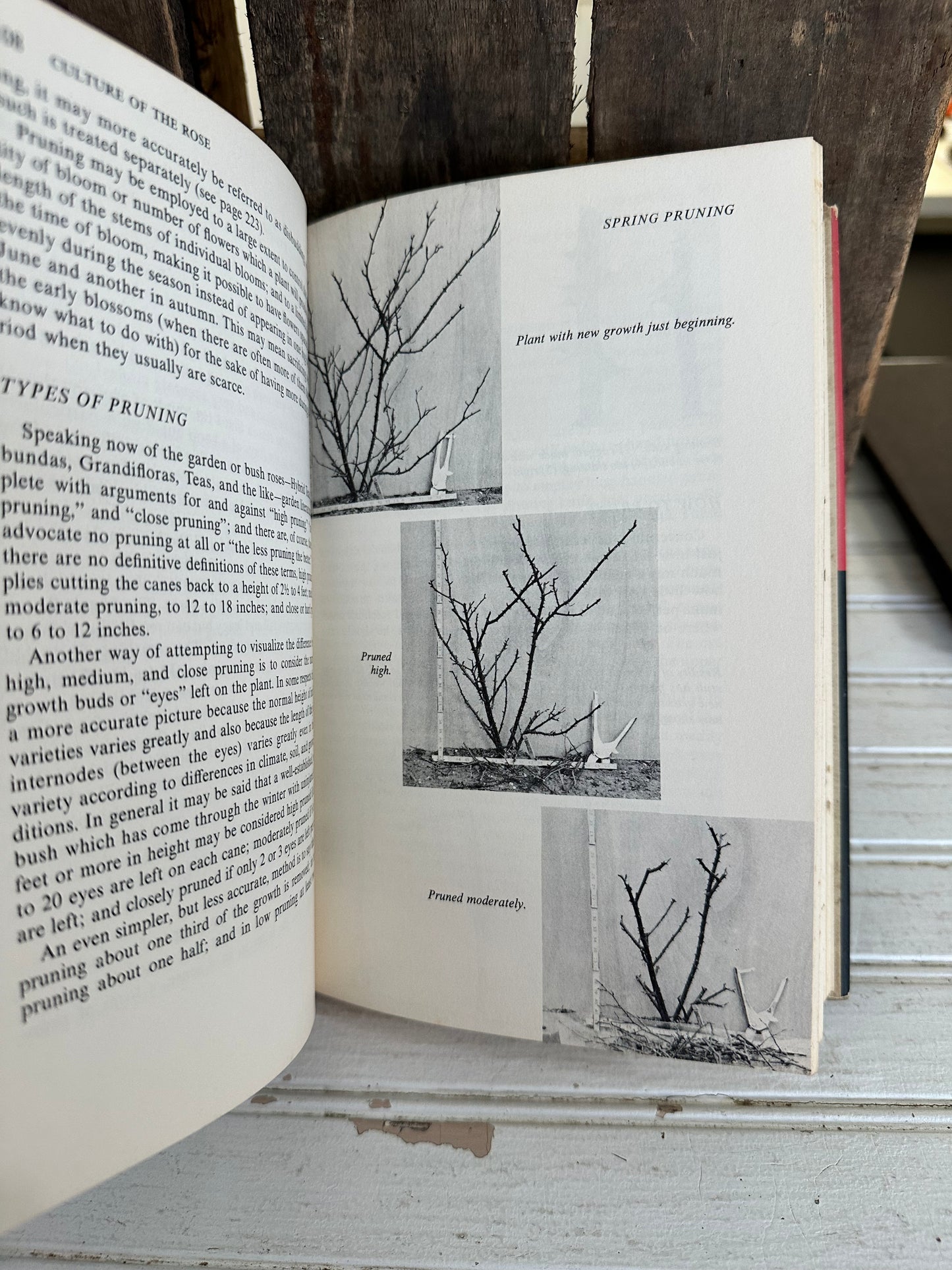 The Rockwell’s Complete Book of Roses