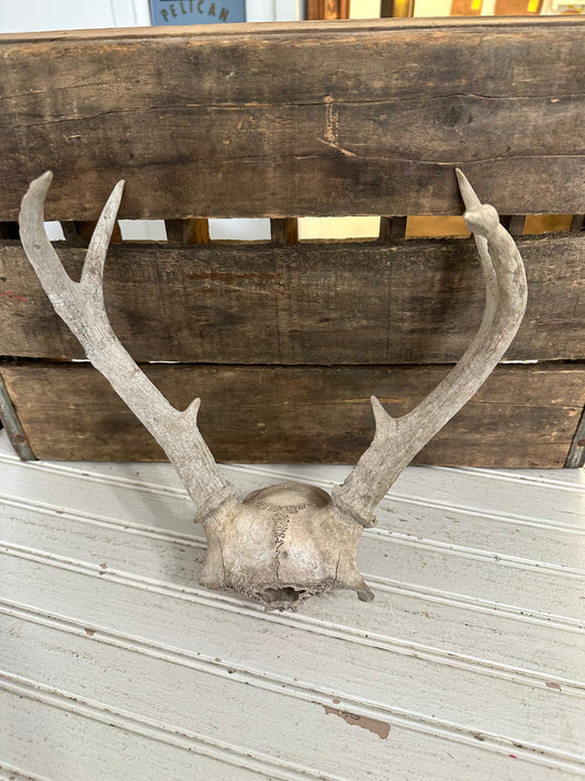 Deer antlers
