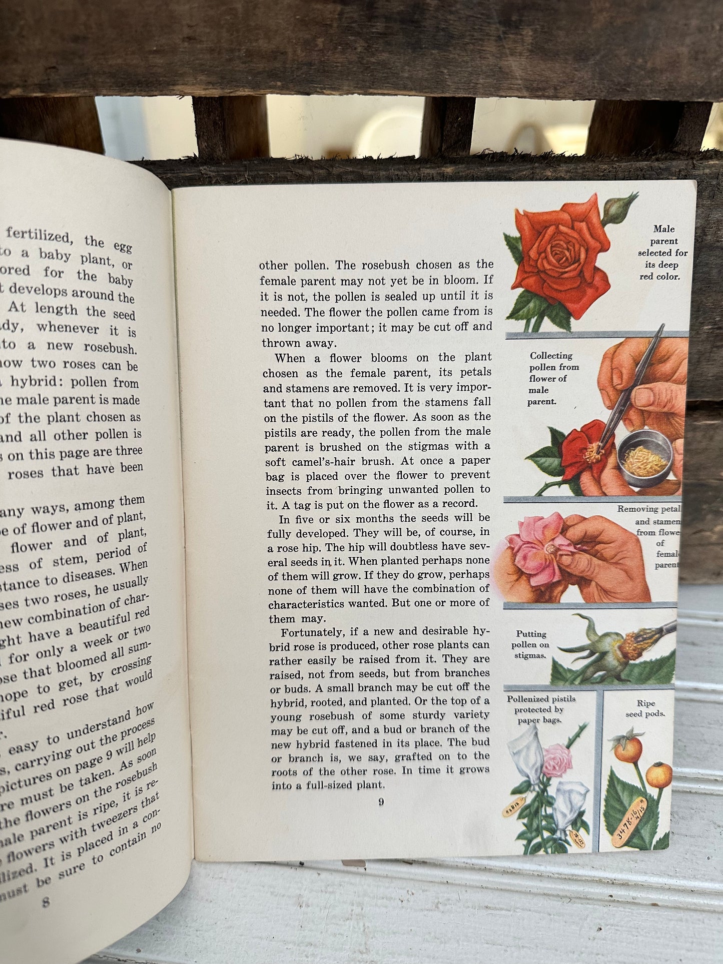 Domesticated Plants