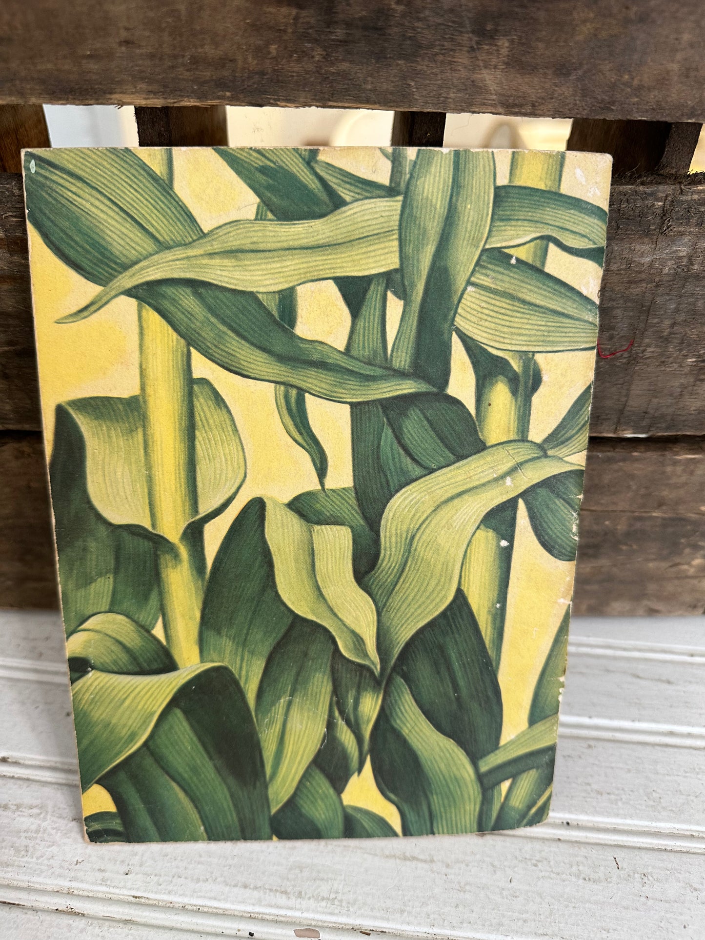 Domesticated Plants