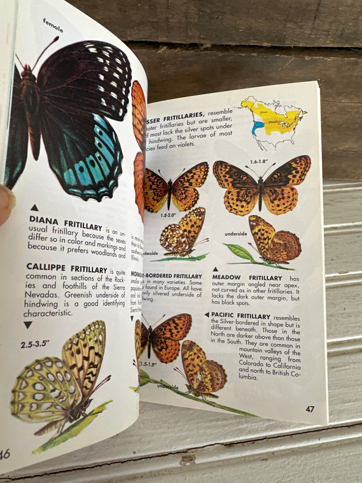 Butterflies and Moths